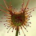 A single leaf of a plant in cultivation.