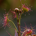 Another view of a gluttonous plant in cultivation.