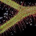 Drosera binata