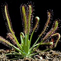 Drosera capensis