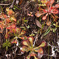 Normal Drosera capillaris.