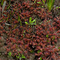 Normal Drosera capillaris