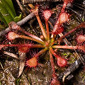 Long-leaved Drosera capillaris