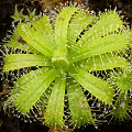 Drosera cistiflora