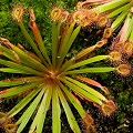 A superb plant in cultivation.