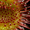 Drosera dilatato-petiolaris