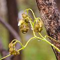 A wet inflorescences, Western Australia.