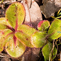 A nicely colored plant, Western Australia.