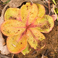 A nicely colored plant, Western Australia.