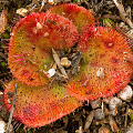 A moderate size, orange plant late in the season, Western Australia.