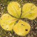 Plant in cultivation.