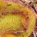 Leaf surface close up, Western Australia.