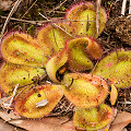 Banded plants, Western Australia.