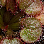 Drosera falconeri