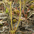 A rare plant for North Carolina.