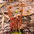 A strange population of plants from a small karst site.