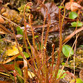 A strange population of plants from a small karst site.