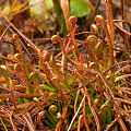 A strange population of plants from a small karst site.