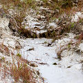 A disjunct population at a karst site.