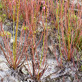 A disjunct population at a karst site.