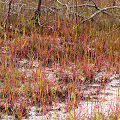 A disjunct population at a karst site.