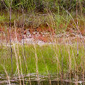 A disjunct population at a karst site.