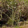 A single plant, Western Australia.