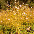 A bank of plants, Western Australia.