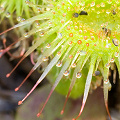 A close view of the snap tentacles, Western Australia.