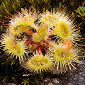 A single rosette, Western Australia.