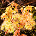 Many plants in flower, Western Australia.