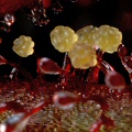 A very close view of the yellow stem structures.