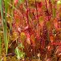 Plants growing on a mat of sphagnum.