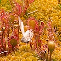 Plants growing on a mat of sphagnum.