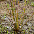 A disjunct population at a karst site.