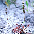 These might actually be plants in Santa Rosa County.