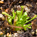 Plants from Rutland County, VT.