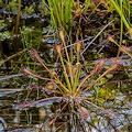 Berkeley Co., SC.