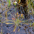 Berkeley Co., SC.