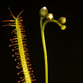 A plant from the Bruce Peninsula in cultivation, leaf and flower detail.