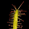 A plant from the Bruce Peninsula, leaf back surface.