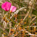 Growing in a tea tree swamp, Western Australia.