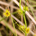 A closer view of the traps, Western Australia.