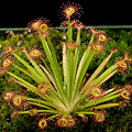 Drosera petiolaris