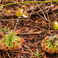 With D. menziesii, Western Australia.