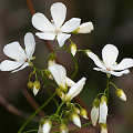 A close view of the inflorescence, Western Australia.