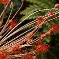 A cultivated plant in side view.