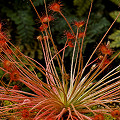 Another view of a cultivated plant.