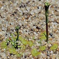 Just emerging from dormancy, in cultivation.