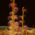 A  plant in cultivation, my favorite of all the tuberous Drosera.